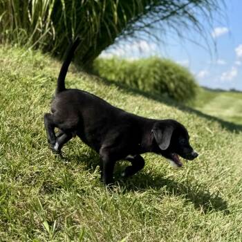 Acadia -  Labrador Retriever Dog for Adoption in La Grange, Kentucky - Acadia | PetCurious
