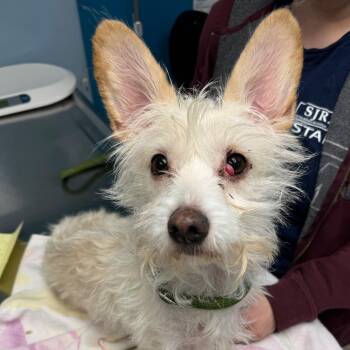 Missy -  Terrier Dog for Adoption in Newark, New Jersey - Missy | PetCurious