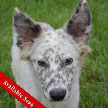 Thunder -  Australian Shepherd Dog for Adoption in Huntley, Illinois - Thunder | PetCurious