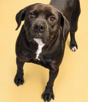 Labrador Retriever and Mixed Breed Dogs Available for Adoption in Bowling Green, Kentucky - Ember | PetCurious