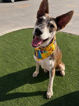 Jojo -  Shepherd Dog for Adoption in Poway, California - Jojo | PetCurious