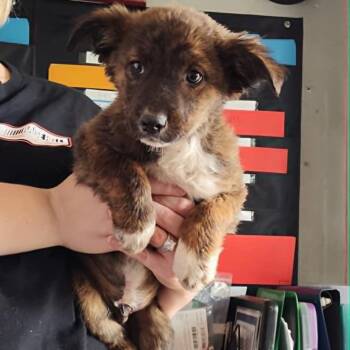 Australian Shepherd and Mixed Breed Dogs Available for Adoption in Pulaski, Tennessee - Sour Cream Dream | PetCurious