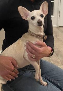 Rescue Chihuahua and Jack Russell Terrier Dogs for Adoption in Boston, Massachusetts - Scorpio | PetCurious