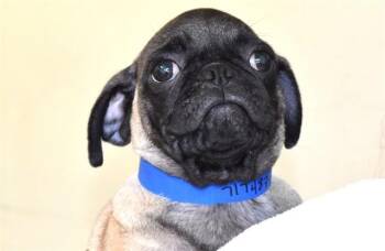 Pug Dogs Available for Adoption in Fort Lauderdale, Florida - SCORPION | PetCurious