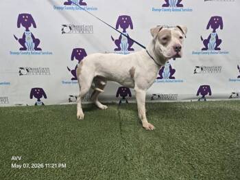 Pit Bull Terrier Dogs Available for Adoption in Orlando, Florida - BIG HEAD | PetCurious