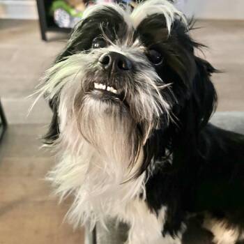 Shih Tzu Dogs Available for Adoption in Waterford, New Jersey - CORNIE | PetCurious