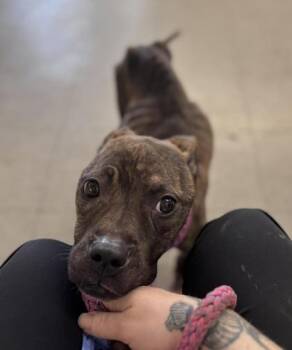 Mixed Breed Dogs Available for Adoption in Hobart, Indiana - Gully | PetCurious