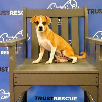 SWISS -  Terrier and Mixed Breed Dog for Adoption in Waterford, New Jersey - SWISS | PetCurious