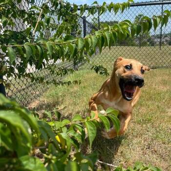 Lock -  Shepherd Dog for Adoption in Springdale, Arkansas - Lock | PetCurious