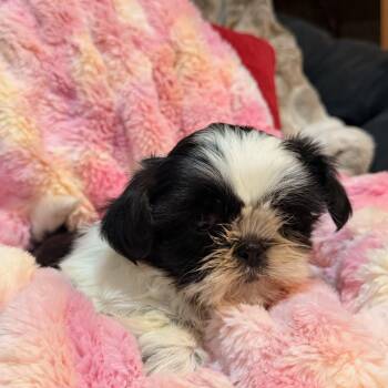 Shih Poo Dogs Available for Adoption - Lesa  | PetCurious