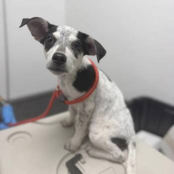 Puppy 08/04/2026 -  Cattle Dog and Mixed Breed Dog for Adoption in Bullhead City, Arizona - Puppy 08/04/2026 | PetCurious