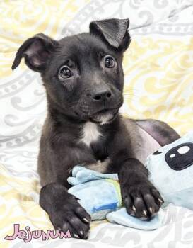 Jejunum -  Shepherd and Husky Dog for Adoption in Mason, Michigan - Jejunum | PetCurious