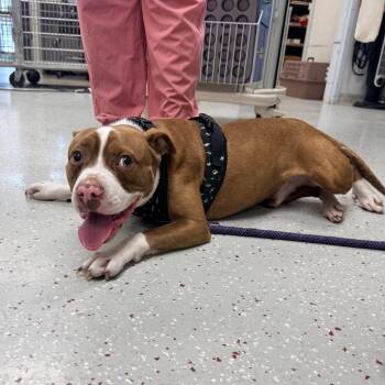 Dakota -  Terrier Dog for Adoption in Indianapolis, Indiana - Dakota | PetCurious