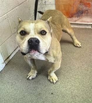 SHANE -  Pit Bull Terrier Dog for Adoption in San Bernardino, California - SHANE | PetCurious