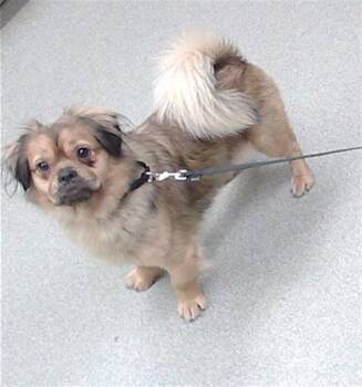 Pekingese and Mixed Breed Dogs Available for Adoption in Omaha, Nebraska - BLANKET | PetCurious