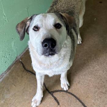 Sophie -  Great Pyrenees and Mixed Breed Dog Available for Adoption in Franklin, North Carolina - Sophie | PetCurious