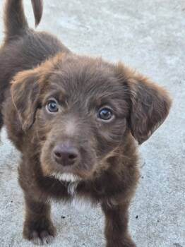 Chicken McNugget -  Mixed Breed and Labradoodle Dog for Adoption in Union Grove, Wisconsin - Chicken McNugget | PetCurious