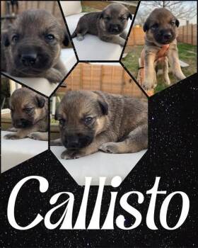 Beagle and Foxhound Dogs Available for Adoption - Callisto | PetCurious