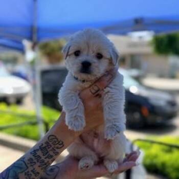 Maltese Dogs Available for Adoption in Lodi, California - Tommy | PetCurious