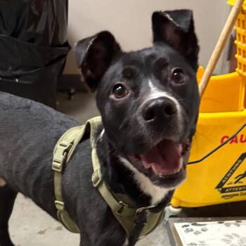 Pit Bull Terrier Dogs Available for Adoption in Yuma, Arizona - Andrew | PetCurious
