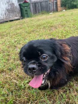 Peke -  Pekingese Dog for Adoption in Gainesville, Virginia - Peke | PetCurious
