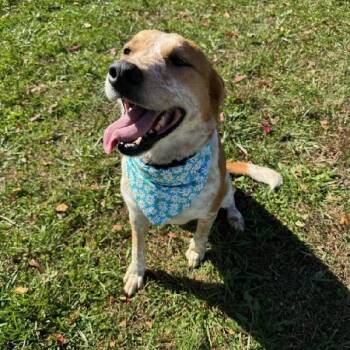 Rescue Australian Cattle Dog Blue Heeler Dogs for Adoption in Scottsburg, Indiana - SOPHIA | PetCurious