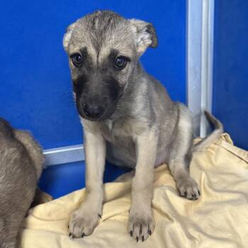 Black Mouth Cur Dogs Available for Adoption - 285 (2026) Athena | PetCurious