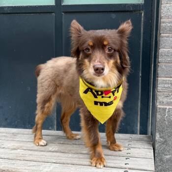 Australian Shepherd Dogs Available for Adoption - Belle(ville) | PetCurious