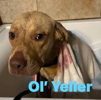 Ol Yeller -  American Staffordshire Terrier Dog for Adoption in Pine Bluff, Arkansas - Ol Yeller | PetCurious