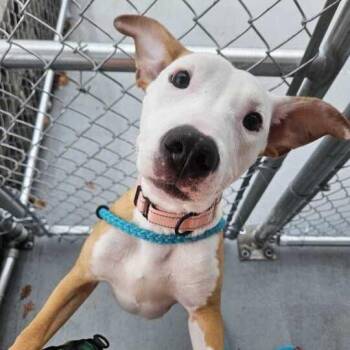 Mixed Breed Dogs Available for Adoption in Davenport, Iowa - Trinity | PetCurious