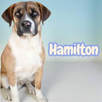 Mixed Breed Dogs Available for Adoption - Hamilton - Kid, Dog Friendly, Sweet Medium Sized | PetCurious