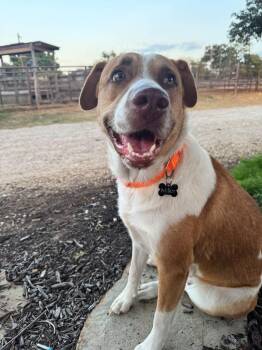 Shelby -  Hound Dog for Adoption in Southlake, Texas - Shelby | PetCurious
