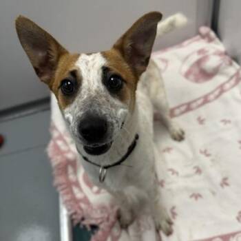 Mixed Breed Dogs Available for Adoption in Mount Pleasant, Iowa - Penny | PetCurious