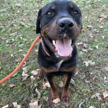 Rescue Rottweiler Dogs for Adoption in Heber Springs, Arkansas - Beauty | PetCurious