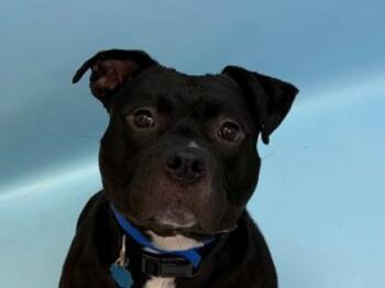 Biggie -  Pit Bull Terrier and Mixed Breed Dog for Adoption in Woodbury, Minnesota - Biggie | PetCurious