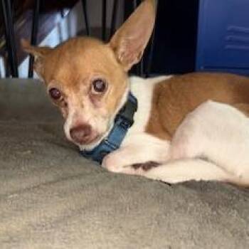 Kassie -  Chihuahua Dog Available for Adoption - Kassie | PetCurious