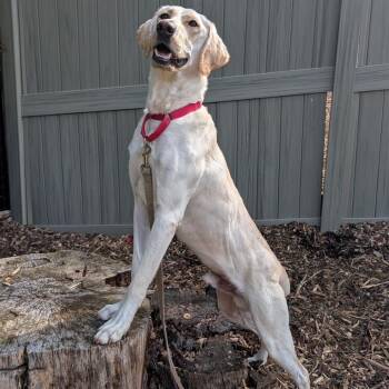 Dune -  Labrador Retriever Dog for Adoption in Briarcliff Manor, New York - Dune | PetCurious
