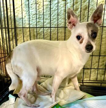 Journey -  Chihuahua Dog for Adoption in Muskegon, Michigan - Journey | PetCurious