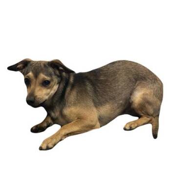 Kazoo -  Chihuahua Dog for Adoption in Red Bluff, California - Kazoo | PetCurious