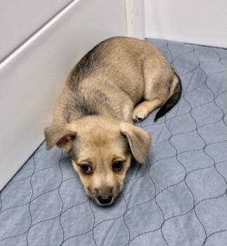 Corgi and Terrier Dogs Available for Adoption in Gilberts, Illinois - Ivy | PetCurious