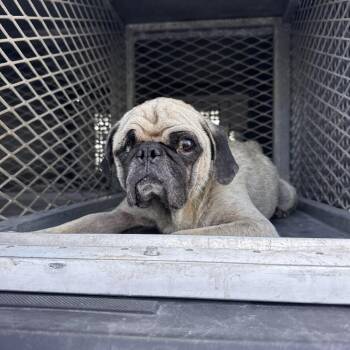 Snorlax -  Pug Dog for Adoption in Edinburg, Texas - Snorlax | PetCurious