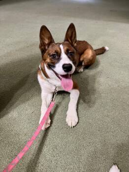 Mixed Breed Dogs Available for Adoption - Ranger | PetCurious