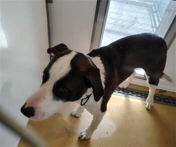 BRAM -  Pit Bull Terrier and Siberian Husky Dog for Adoption in Casper, Wyoming - BRAM | PetCurious