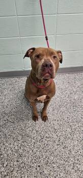 Scott -  Terrier Dog for Adoption in Athens, Tennessee - Scott | PetCurious