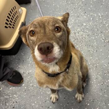 Christina -  Husky Dog for Adoption in Saint Joseph, Missouri - Christina | PetCurious