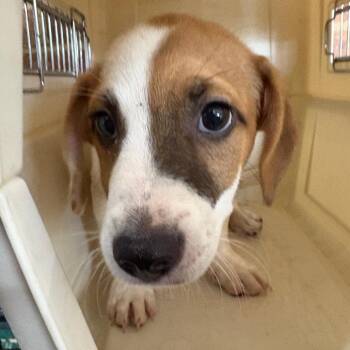 Basset Hound Dogs Available for Adoption in Birmingham, Alabama - Marcell | PetCurious