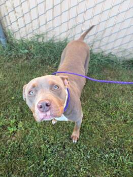 Tilly -  Pit Bull Terrier and Labrador Retriever Dog for Adoption in Tiffin, Ohio - Tilly | PetCurious