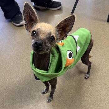 Calavera -  Xoloitzcuintli Mexican Hairless and Mixed Breed Dog for Adoption in San Antonio, Texas - Calavera | PetCurious
