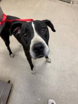 Rescue Great Dane Dogs for Adoption in Riverside, California - BALOO | PetCurious