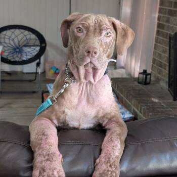 Mixed Breed Dogs Available for Adoption in Savannah, Georgia - Nutella | PetCurious